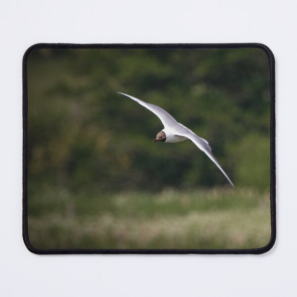 Item preview, Black Headed Gull in Flight designed and sold by StelleryART.