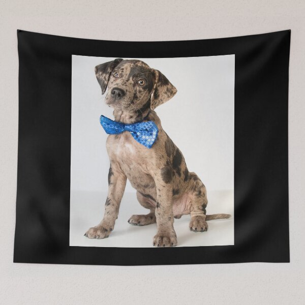 Item preview, Catahoula Leopard Dog,Funny Gift designed and sold by your-t-shirts55.
