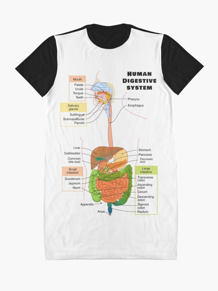 digestive system on t shirt