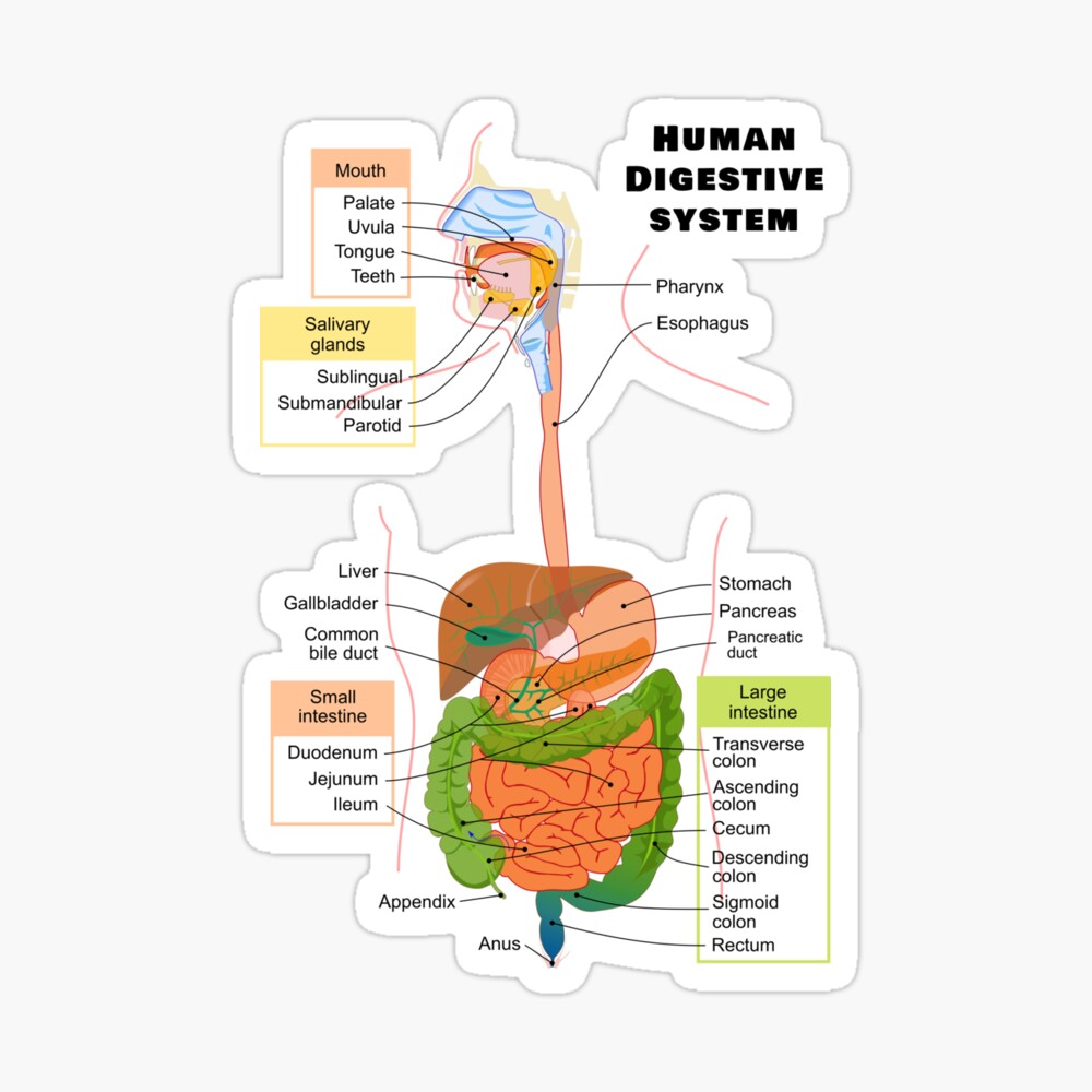 Diagram of digestive system | Simple digestive system diagram | Digestive  system easy | Digestive system diagram, Human digestive system, Digestive  system