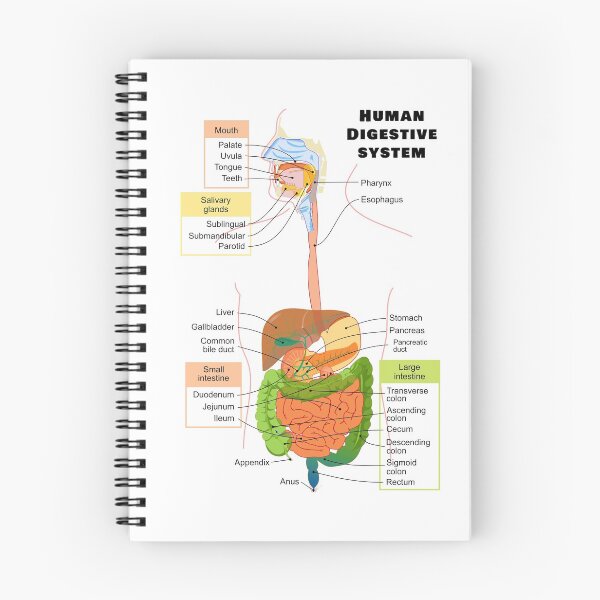 Item preview, Diagram of the Human Digestive System designed and sold by allhistory.