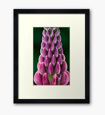 Lupin Framed Print