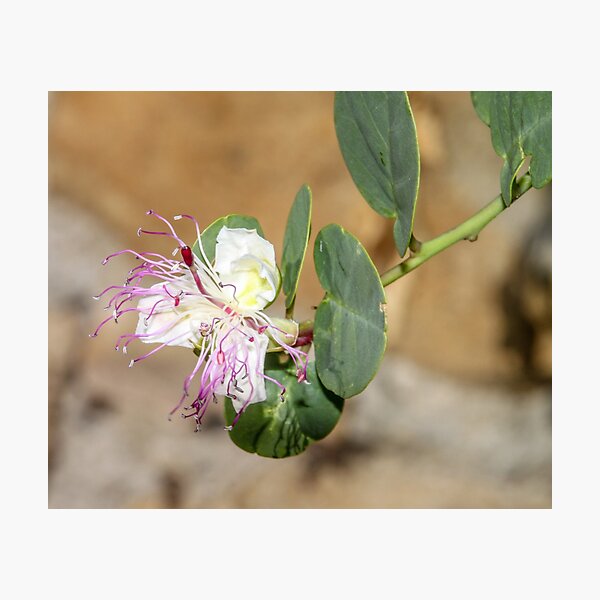 Item preview, Caper Flower designed and sold by ETBtravelphotog.