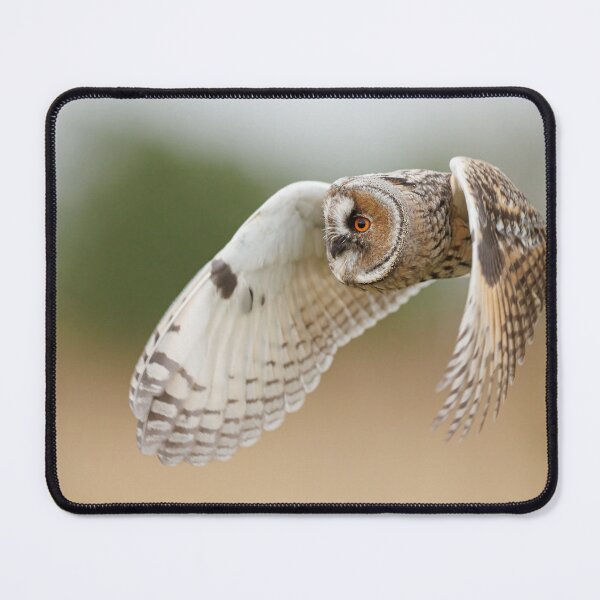 Item preview, Long-eared owl in flight designed and sold by toms206.