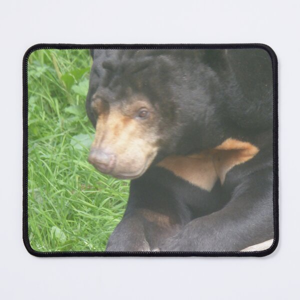 Item preview, Sun bear designed and sold by sianemily.