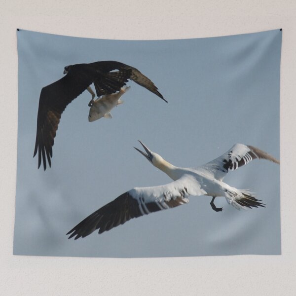 Item preview, Osprey and Gannet - Wild Bird Photography designed and sold by SavvySeller.