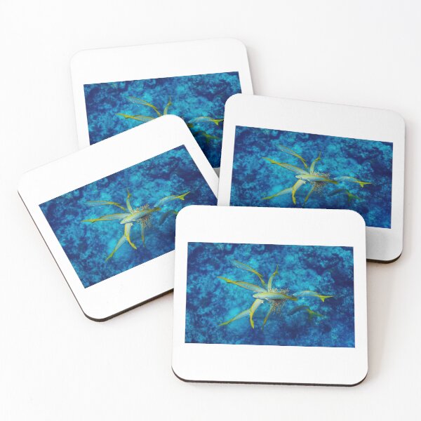Item preview, Florida Keys Fish Diving Professional Photo Print designed and sold by gypsywander.