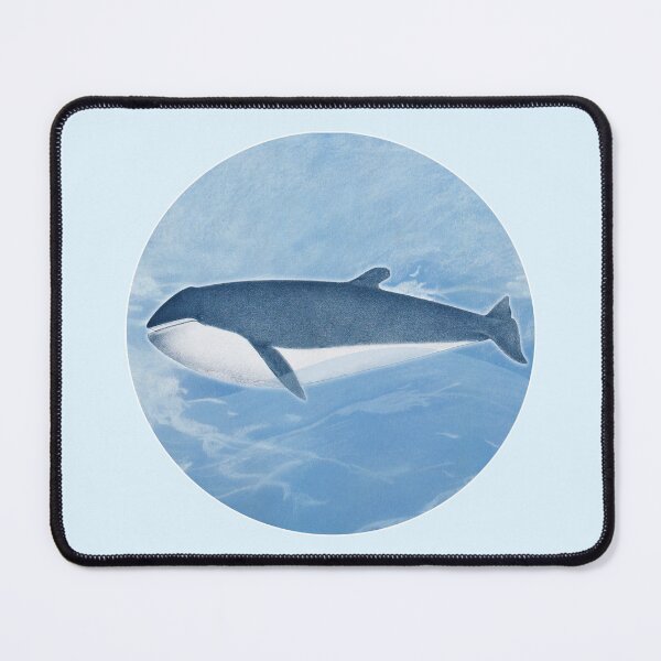 Item preview, Sharped finner Whale, Vintage restored and reworked art by Mindthecherry. designed and sold by MINDTHECHERRY.