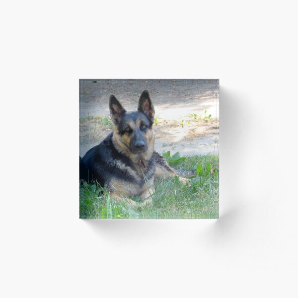 German Shepherd Acrylic Block