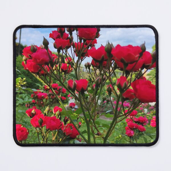 Item preview, The mesmerizing beauty of cluster roses designed and sold by Raigitam.