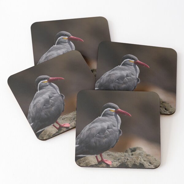 Item preview, Inca Tern, Bird photography, Wildlife designed and sold by Travel Memories.