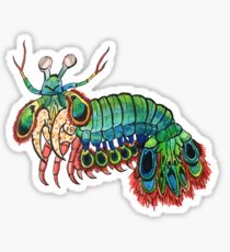 Peacock Mantis Shrimp Watercolor Sticker