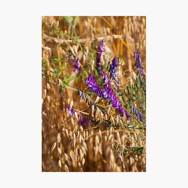 Item preview, oats and Vicia flowers grow designed and sold by Arletta Cwalina.