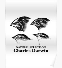 Charles Darwin - Natural Selection Poster