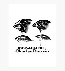 Charles Darwin - Natural Selection Photographic Print