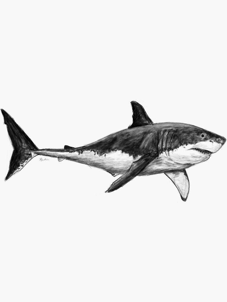 Great white shark hand drawing vintage engraving illustration Stock Vector  Image & Art - Alamy