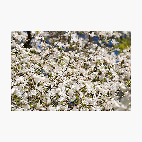 Item preview, White Magnolia blooming bunch designed and sold by Arletta Cwalina.