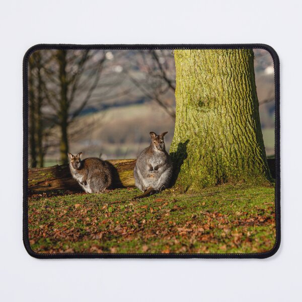 Item preview, Wallabys Just chilling in the afternoon sun designed and sold by Dalyndigital Photography.