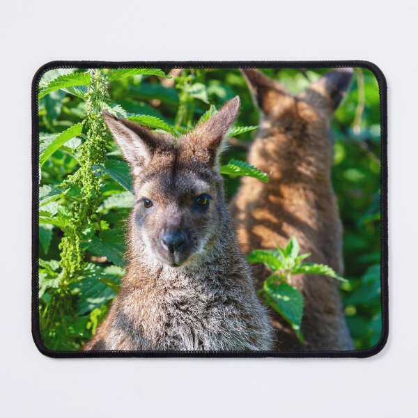 Item preview, Push me Pull you Wallaby designed and sold by Dalyndigital Photography.