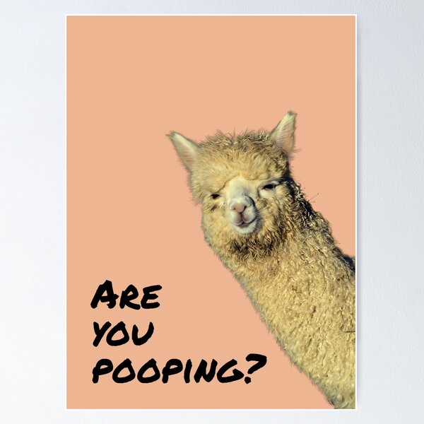 Vista previa del artículo con la obra «¿Estás cagando? - divertido meme de alpaca / llama para decoración de baño o baño», diseñado y vendido por Punderful Day.