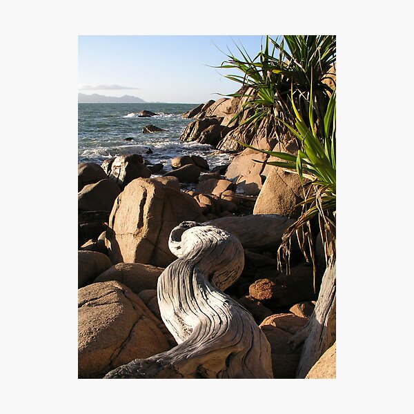 Item preview, Fish Cove Driftwood designed and sold by Coral Sea Foundation.