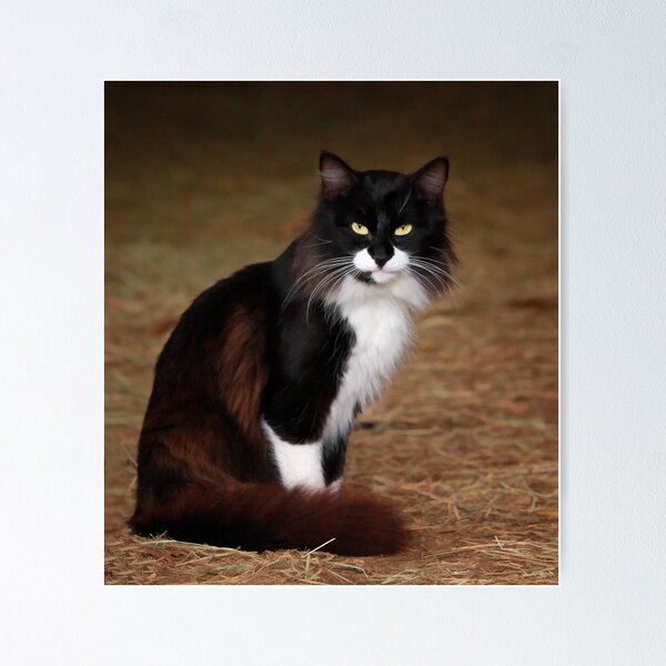 Item preview, Billy Katt designed and sold by Sharon Morris.