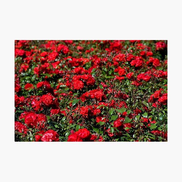 Item preview, Red roses bunches grow designed and sold by Arletta Cwalina.