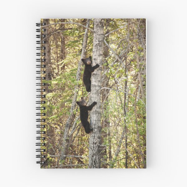 Item preview, Baby Bears in a Tree Photography Print designed and sold by griffingphoto.
