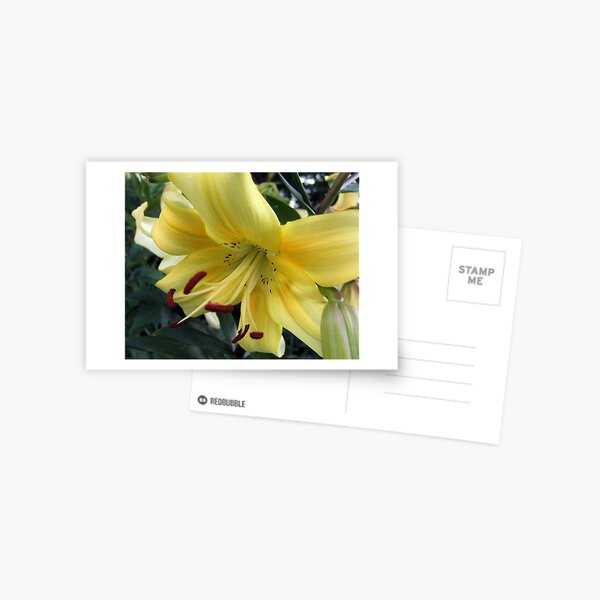 BEAUTY AND ELEGANCE Postcard