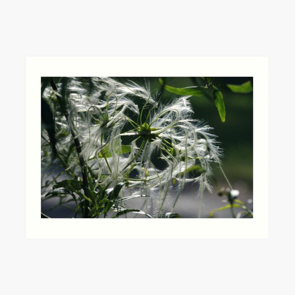 ~Clematis Seeds~ Art Print
