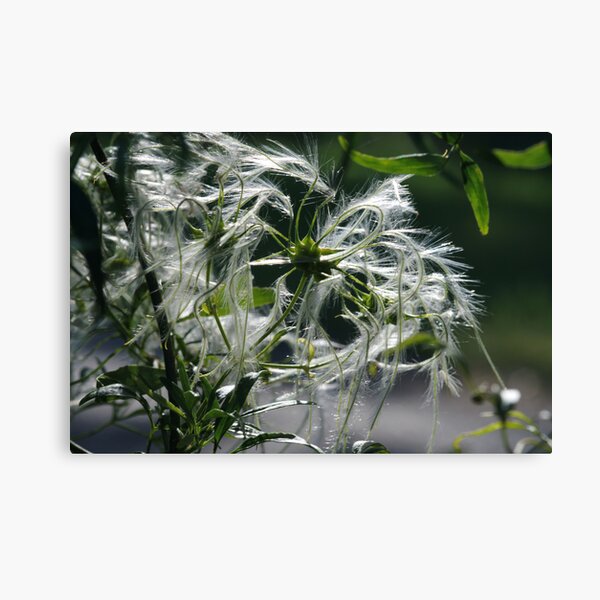 ~Clematis Seeds~ Canvas Print