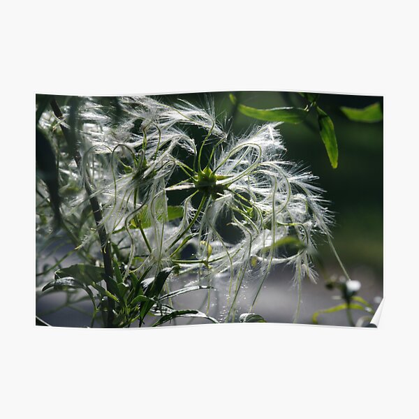 ~Clematis Seeds~ Poster