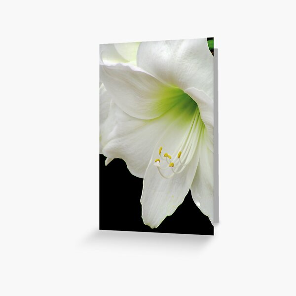White Amaryllis Greeting Card