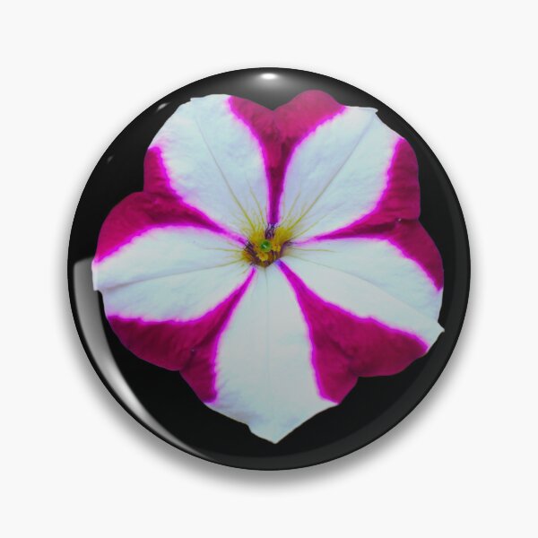 Item preview, Pink & White Petunia - black background designed and sold by Louise-Mae.
