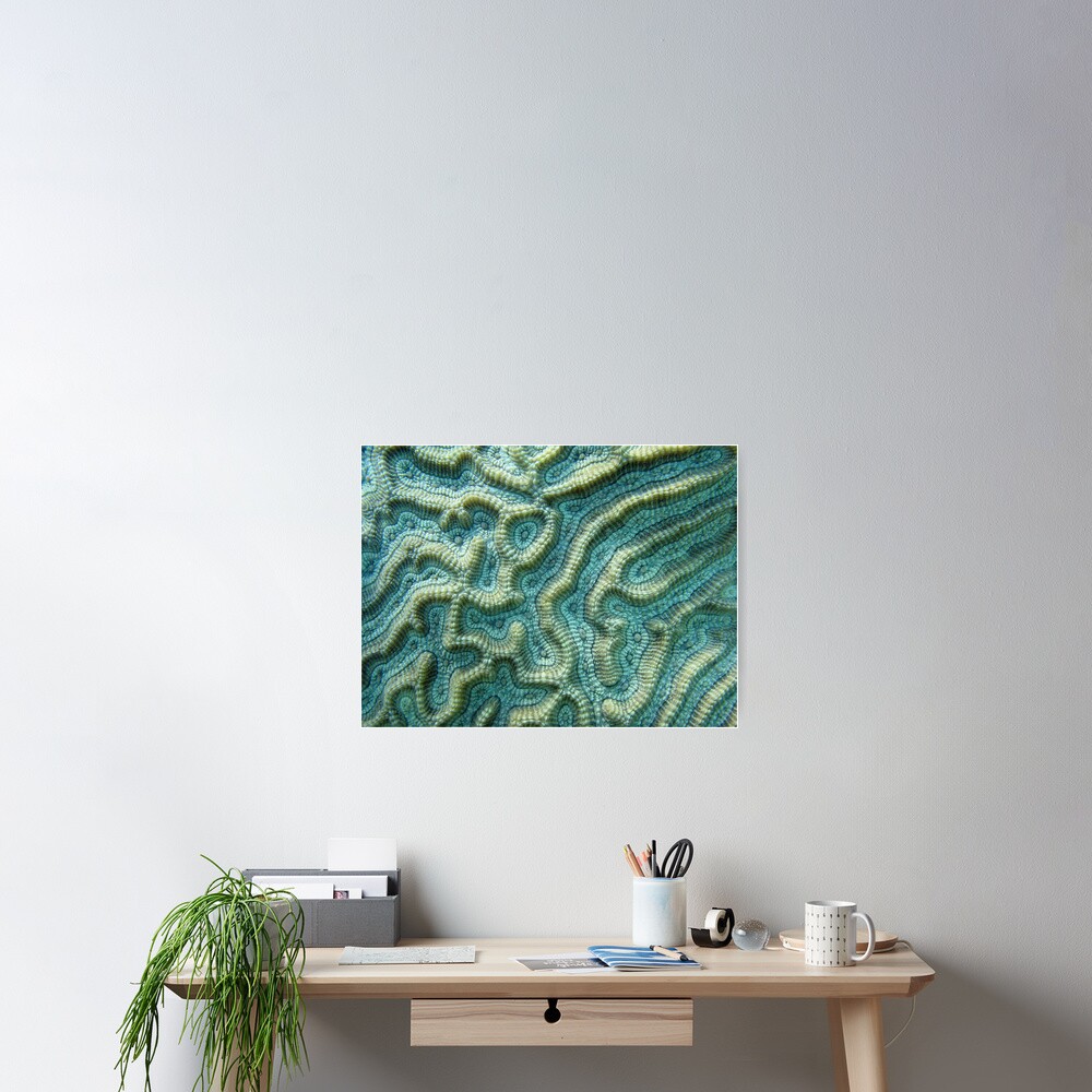 Platygyra Maze Poster