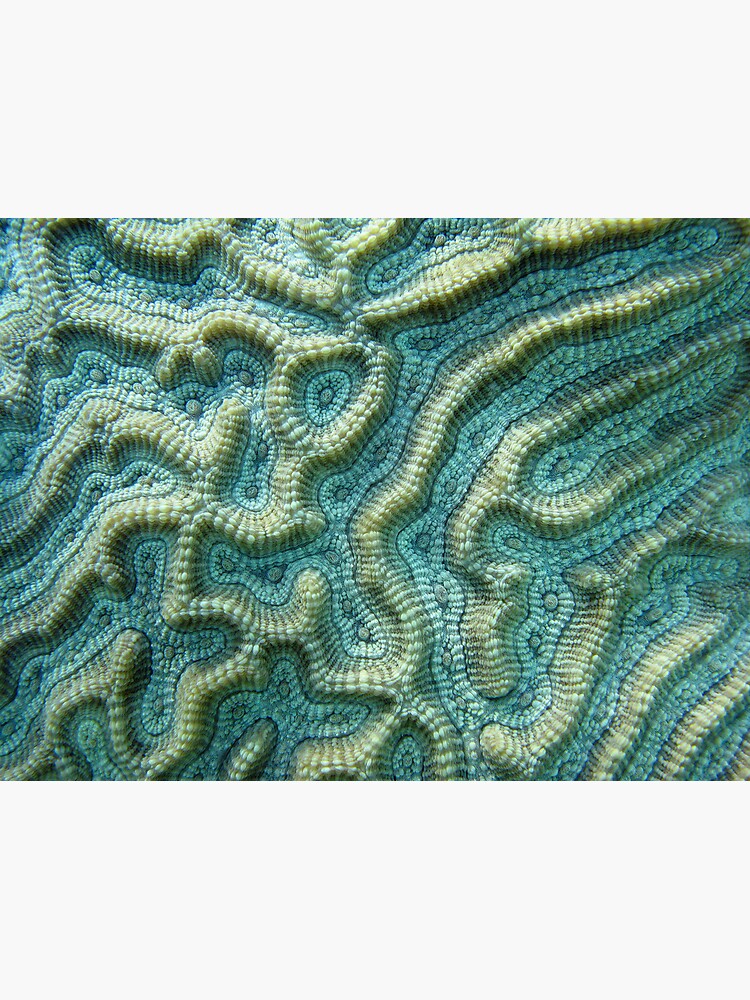 Platygyra Maze by neoniphon