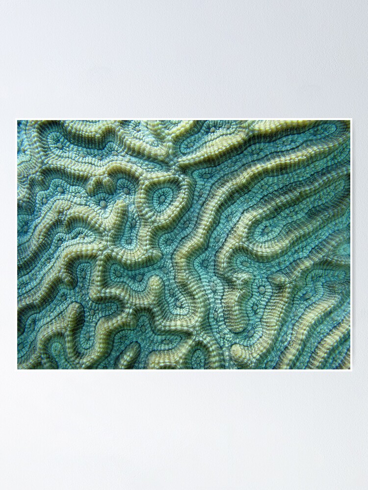 Alternate view of Platygyra Maze Poster
