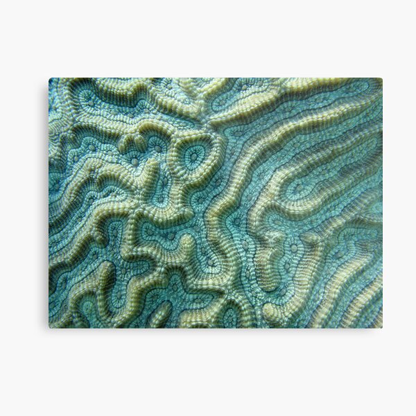 Platygyra Maze Metal Print