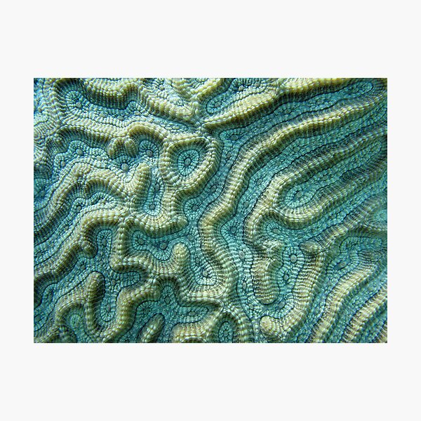 Platygyra Maze Photographic Print