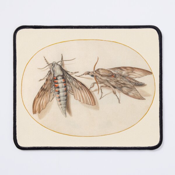 Item preview, Two hawk moths, insect miniature by Joris Hoefnagel. designed and sold by Luggnagg.