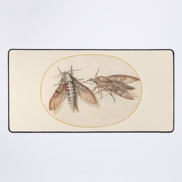 Item preview, Two hawk moths, insect miniature by Joris Hoefnagel. designed and sold by Luggnagg.