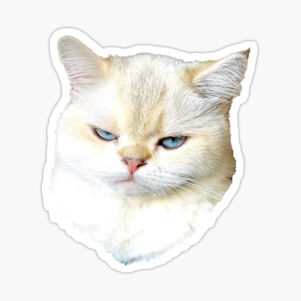 Angry Gray Sphynx Cat Meme Grumpy Sticker · Creative Fabrica