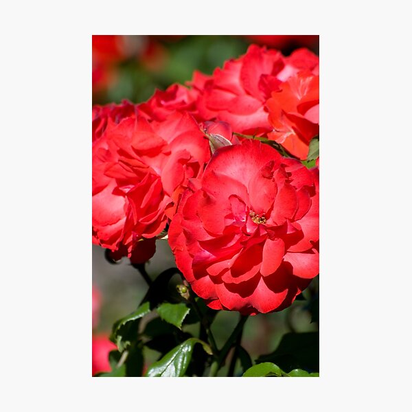 Item preview, Flowerheads of red roses  designed and sold by Arletta Cwalina.