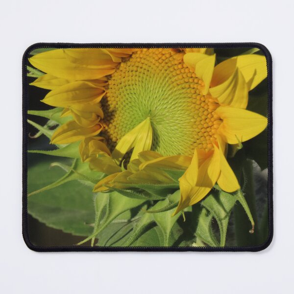 Item preview, Sunflower, Last Petal designed and sold by Monica-Stroud.