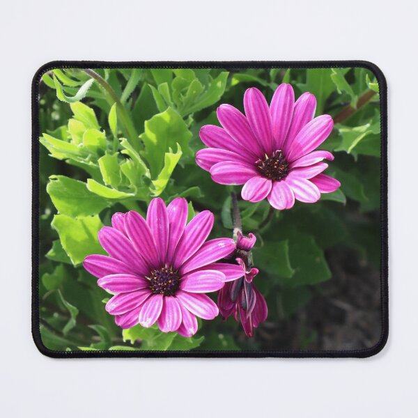 Item preview, Purple daises designed and sold by FallenTrickster.