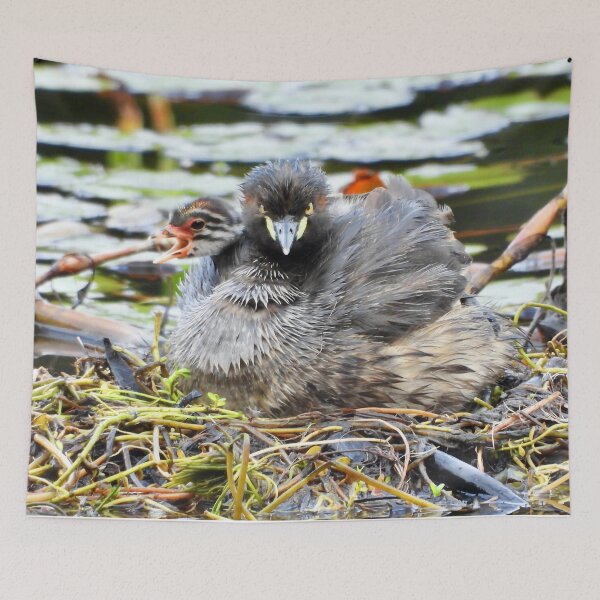 Item preview, Australasian  Grebe and young on crying out  designed and sold by Mark Grimsley.