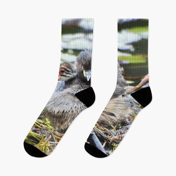 Item preview, Australasian  Grebe and young on crying out  designed and sold by Mark Grimsley.