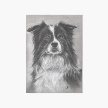 Bordercollie - neugierig und intelligent Galeriedruck