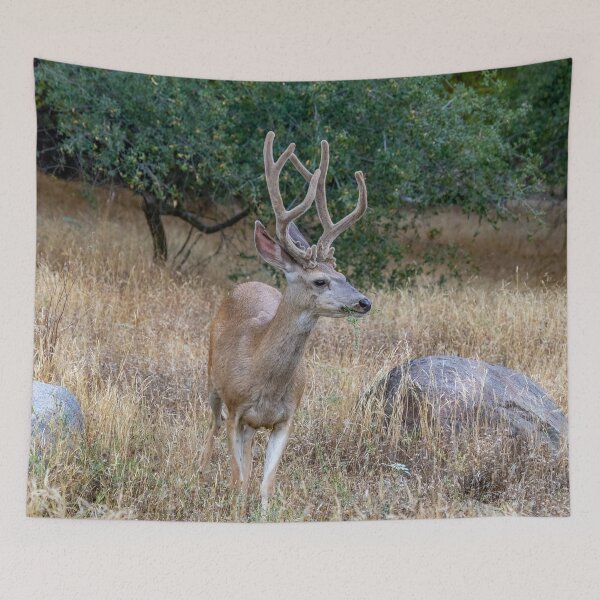 Item preview, Oh, Deer with Antlers designed and sold by SafariByMarisa.