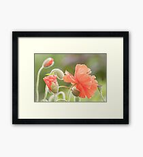 Orange poppy flower blossoms Framed Print
